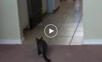 Палец против кота