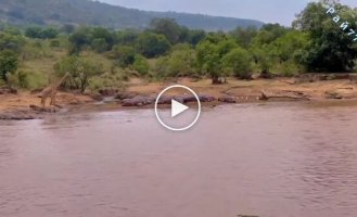 A giraffe put a herd of hippos to flight