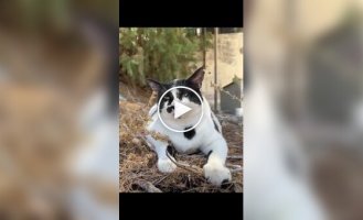 Chonkus Maximus — the fluffy star of the island of Crete