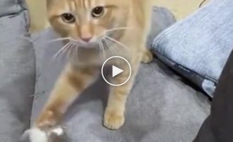 A cat begging to be played with