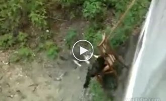 Кошачий лифт в России