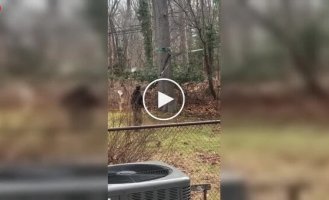 Олень застрял в чужом саду: удивительная спасательная операция