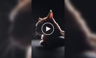 Девушка сняла обзор на кота в стиле Apple