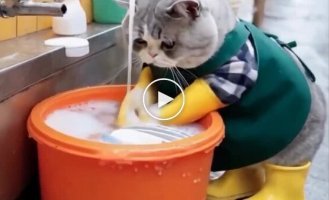 A netizen showed what cats would look like washing dishes
