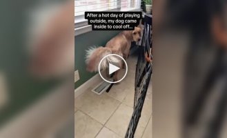 When it's too hot outside: the craziest consequences of abnormal heat