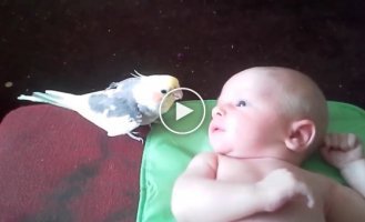 The parrot sings to the child