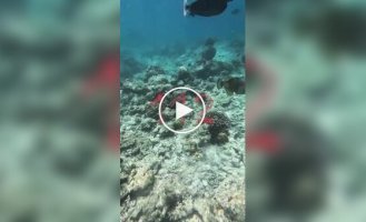 Тропическая рыба напала на мужчину