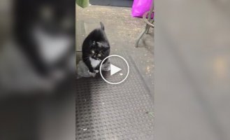 Кошки тоже любят лопать пузырьки на пленке