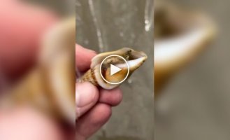 In Australia, even mollusks don't look harmless