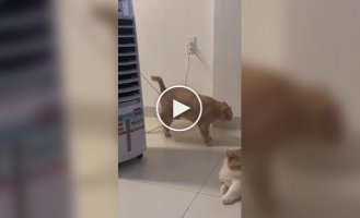 Кот зацепился животом за провод