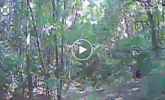 Border guards attacked three enemy vehicles near Vovchansk in Kharkiv region
