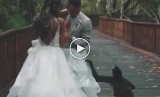 A monkey with a cub joined the newlyweds in a wedding video