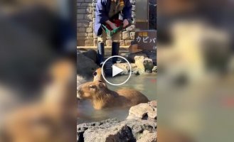 В Японии состоялся конкурс купания капибар