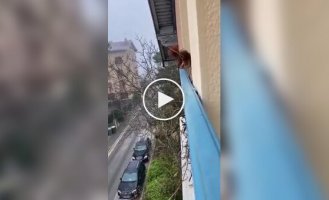 Білка побудувала собі притулок за вікном житлового будинку