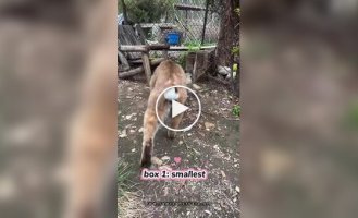 Выбираем коту коробку