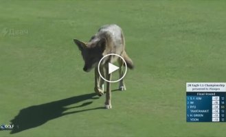 Попытка койота украсть микрофон