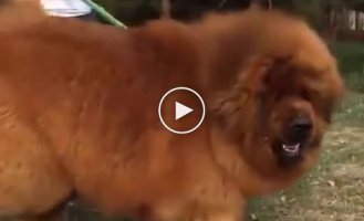 A big and fluffy dog ​​that can be mistaken for a bear