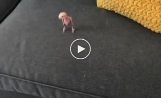 Completely hairless parrot
