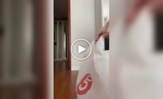 Animals (short videos). Release 97