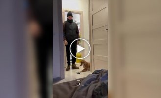 Пес стал будильником для хозяйки