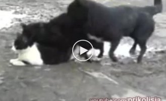 У животных тоже бывает груповое