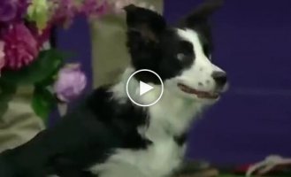 Perfectly completing a Border Collie course in an agility competition