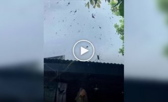 На Филиппинах начался сезон пауков — паутина везде и даже в воздухе
