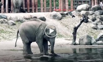 Трогательный момент: слоны объединились, чтобы вытащить малыша из воды