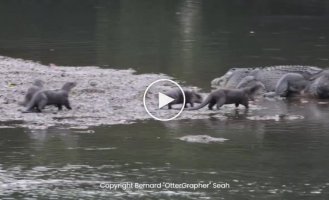 Cocky otters take out a crocodile