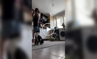 A guy showed how to occupy three cats with one toy