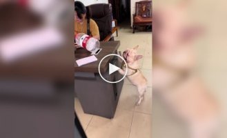 Французский бульдог, собирающий пластик, покорил соцсети в Китае»