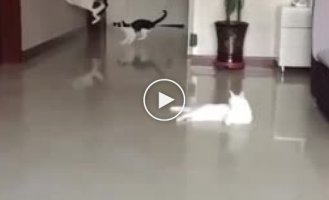 Cat run in the apartment