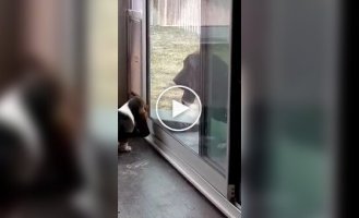 Собака терпеливо учит щенка пользоваться дверцей