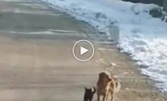 Dog saves his furry friend from a passing car