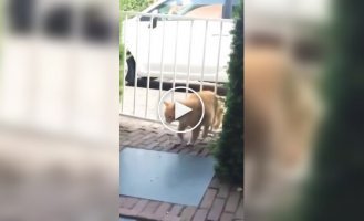 Коротко про кітів та їх«везіння»