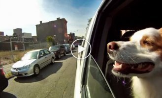 Собаки в машине и замедленная съемка
