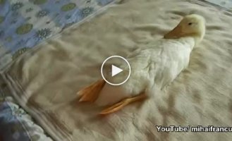 A duck who loves massage with a vacuum cleaner