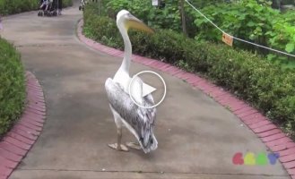 Обнаглевший пеликан обходит свои владения