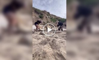 В США женщины нашли огромный череп на берегу