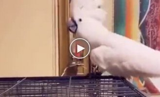 A parrot who really loves Vitas's work