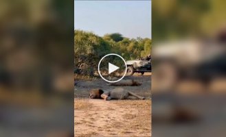 In Africa, tourists filmed two lions who ate so much that they could not get up for several hours