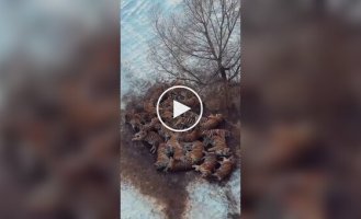 Лежбище котиков