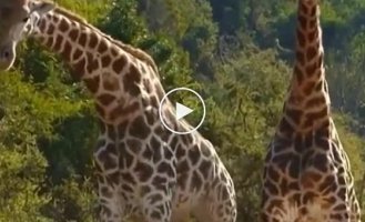 How giraffes fight