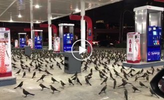 Сотни птиц прилетели ночью на автозаправочную станцию в Хьюстоне