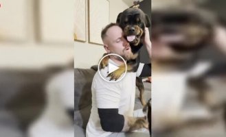 Ревнивый ротвейлер мешает хозяину играть с другой собакой