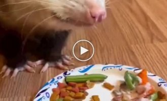 Possum feeding