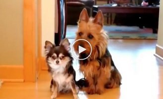 The owner finds out from the dogs who pooped in the kitchen