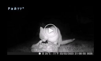 Sneaky fox robbed a cat in Britain