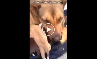 Mother dog burst into tears when her lost puppies were returned to her