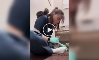 Неосторожный котенок едва не упал на пол